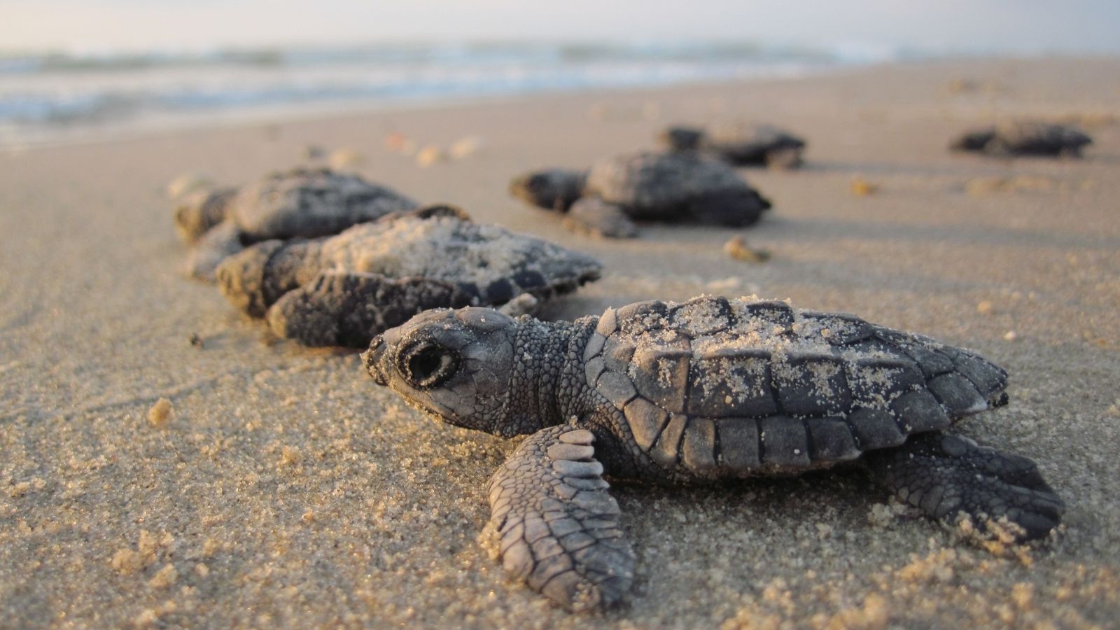 Kemp's Ridley hatchlings on their way to sea.