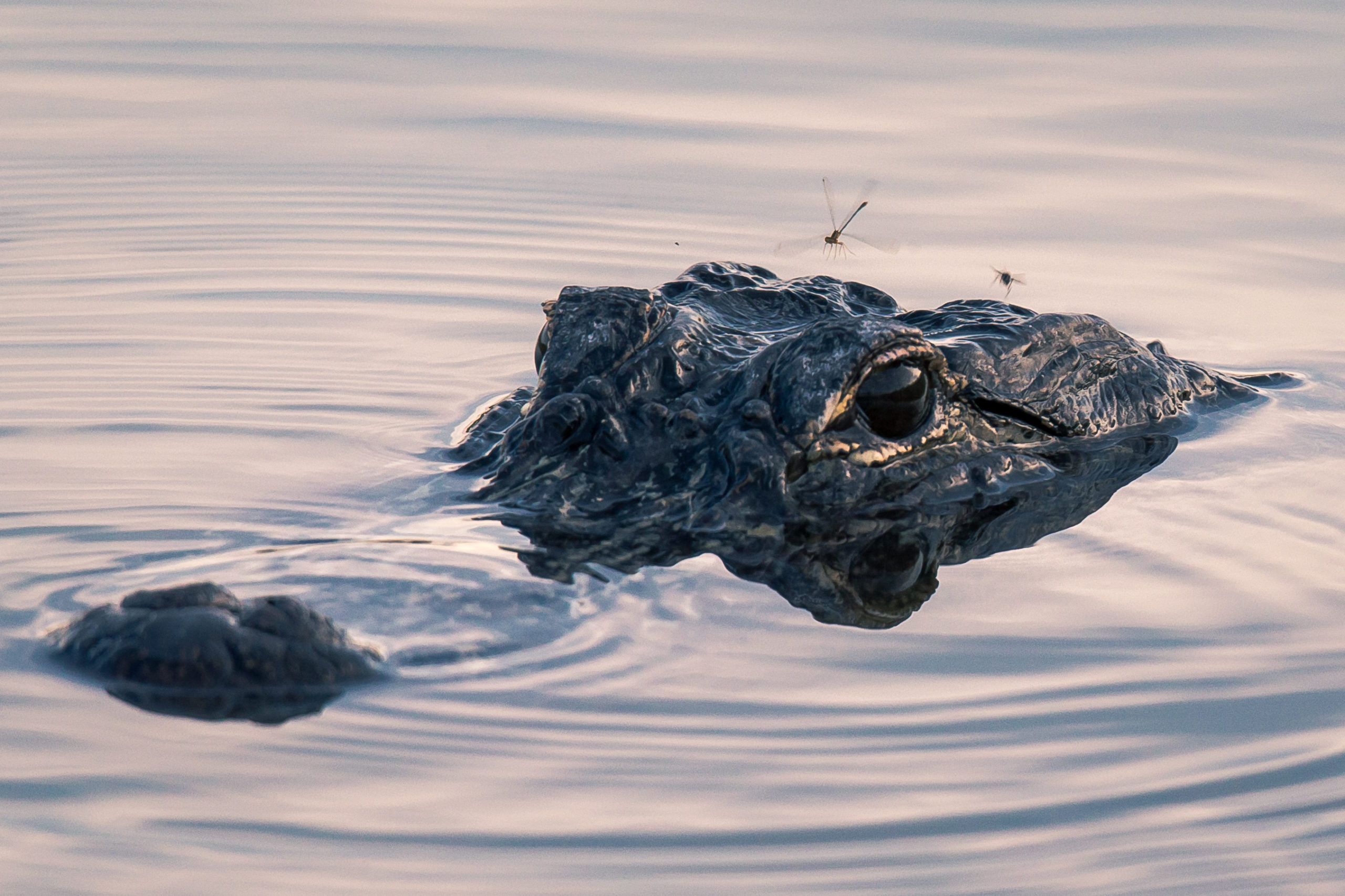An alligator pokes its head out of the water in the Barataria.