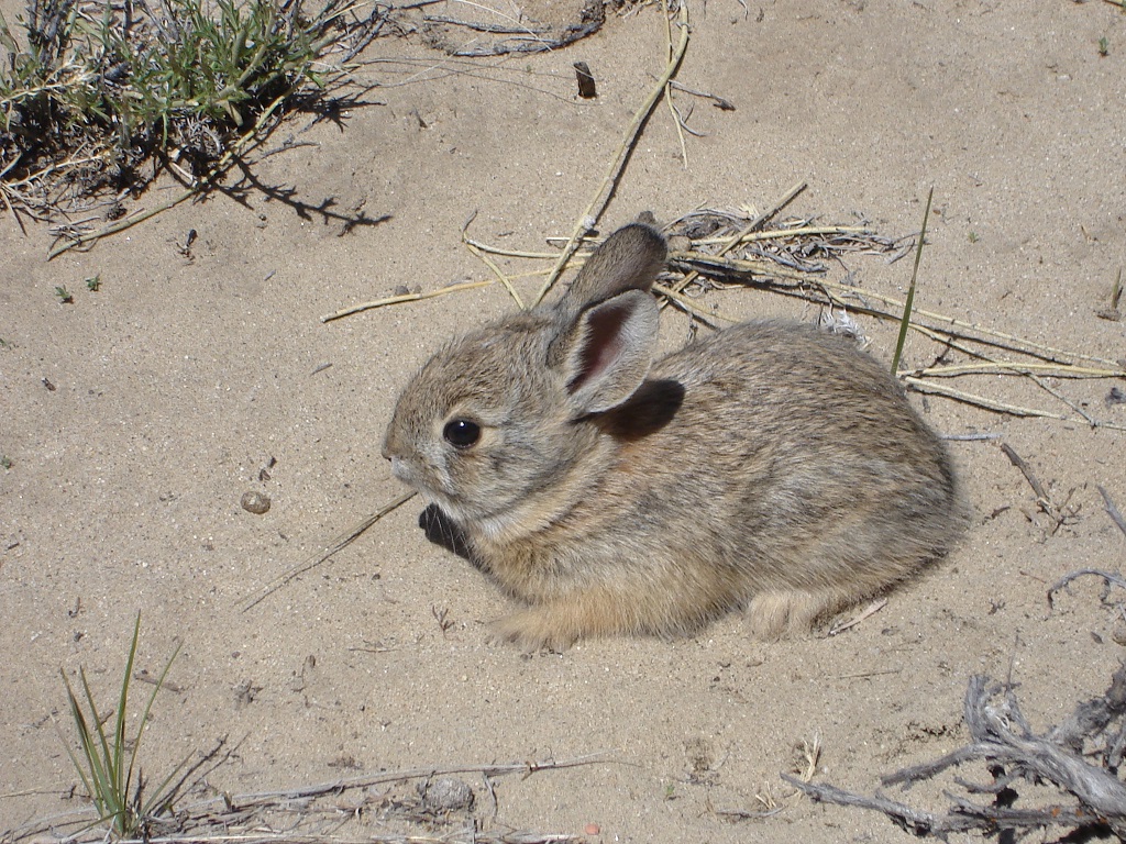 A pygmy rabbit in the ground