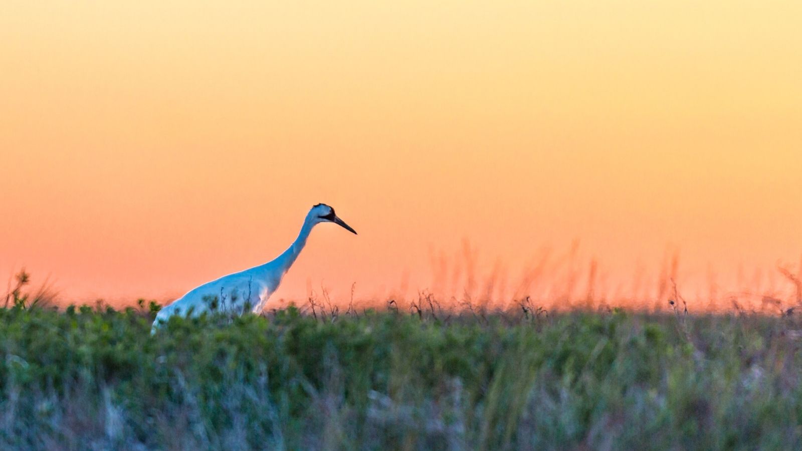 Four Ways Climate Change is Impacting Key Species in Texas—and Four Ways to  Combat It - The National Wildlife Federation Blog