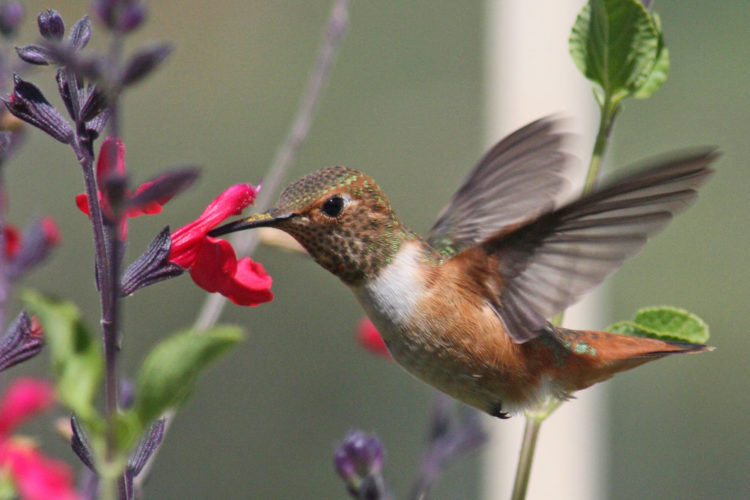 Allen’s hummingbird