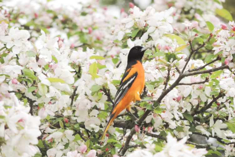 Oriole returns to crabapple in spring.