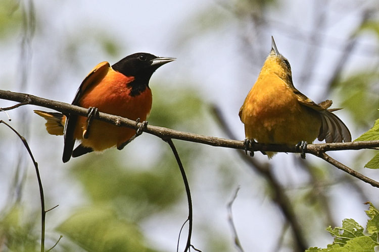 Orioles on tree branch