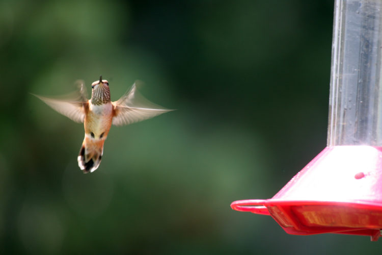 hummingbird at feeder. 