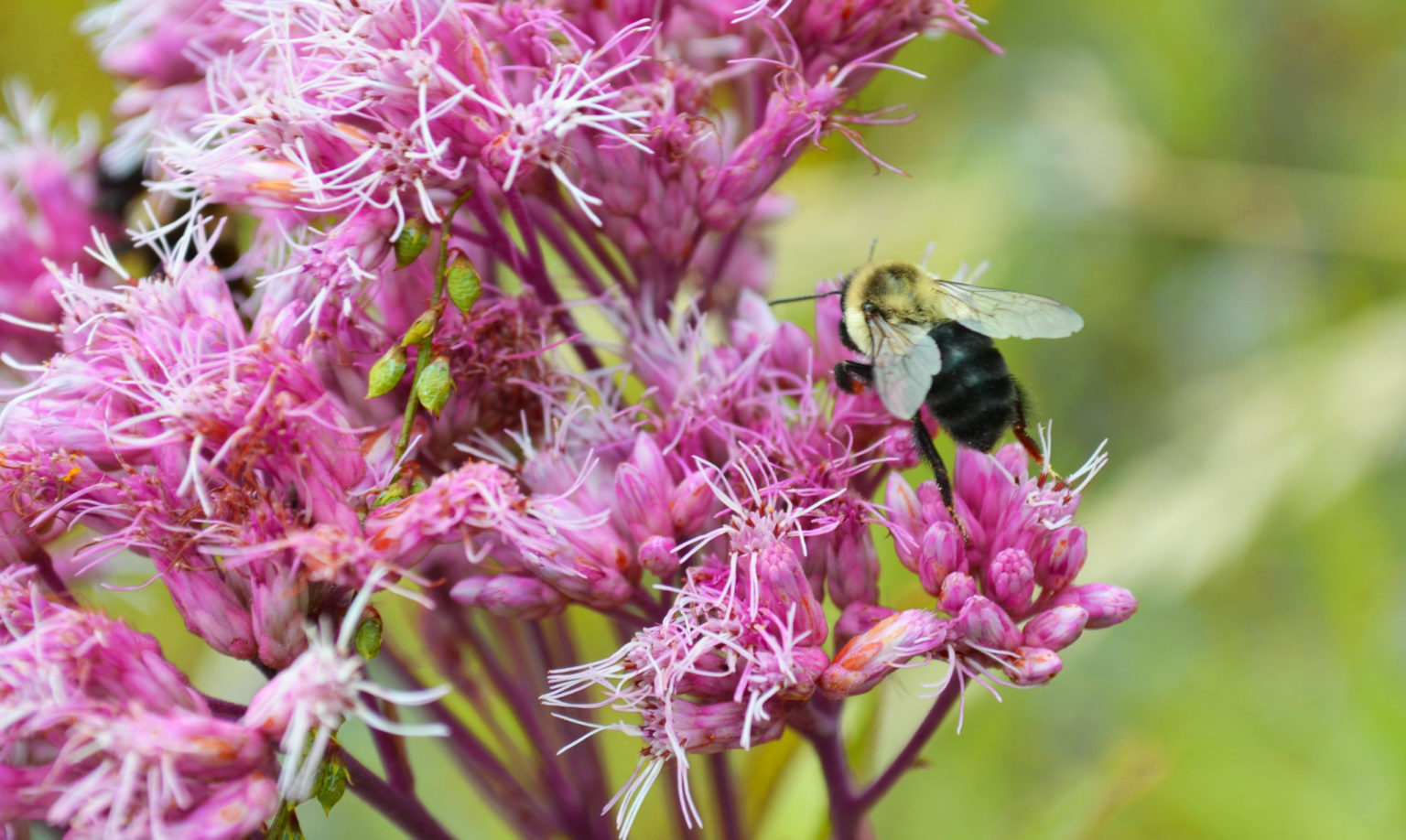 BUZZworthy: Fascinating Facts About Bees - The National Wildlife ...