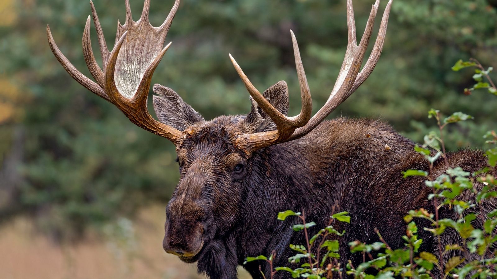 Bull moose standing in vegetation