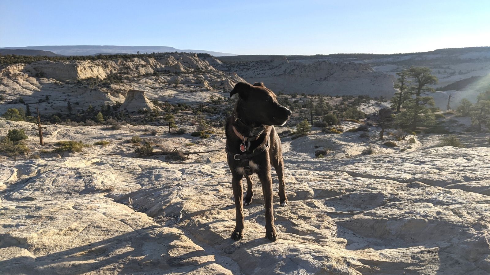 dog stands in front of scenic vista