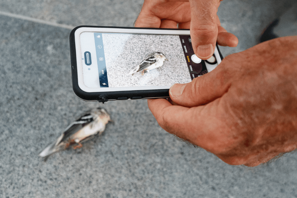 bird survey mortalities