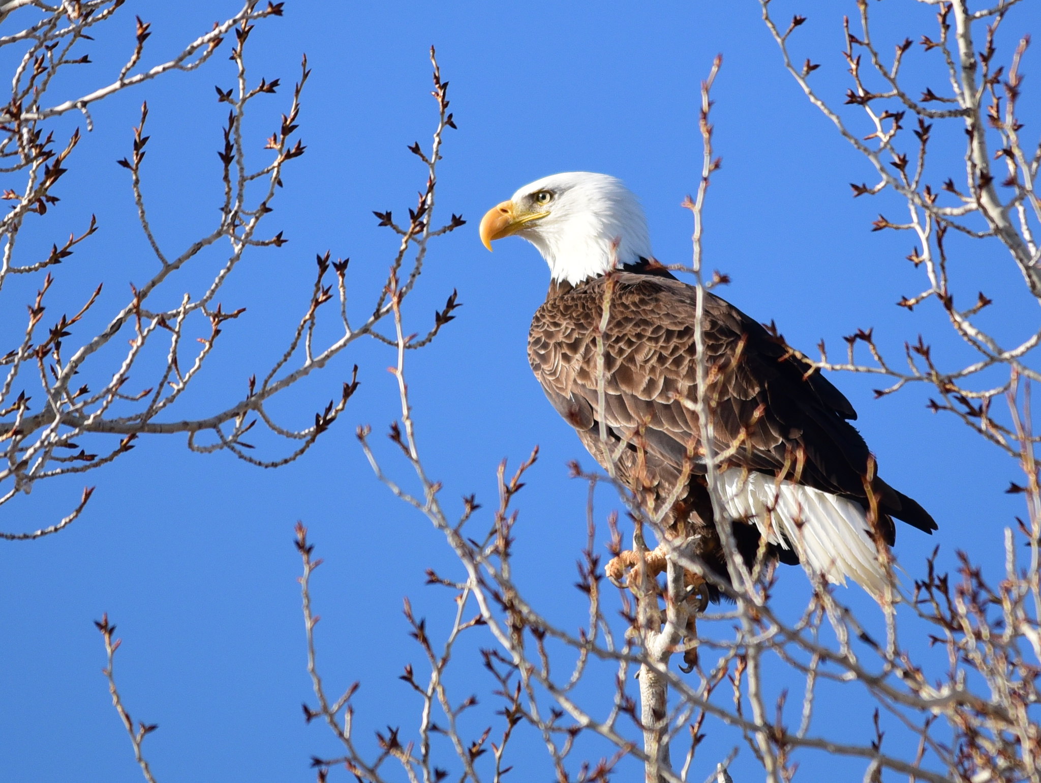 Bald eagle in tree