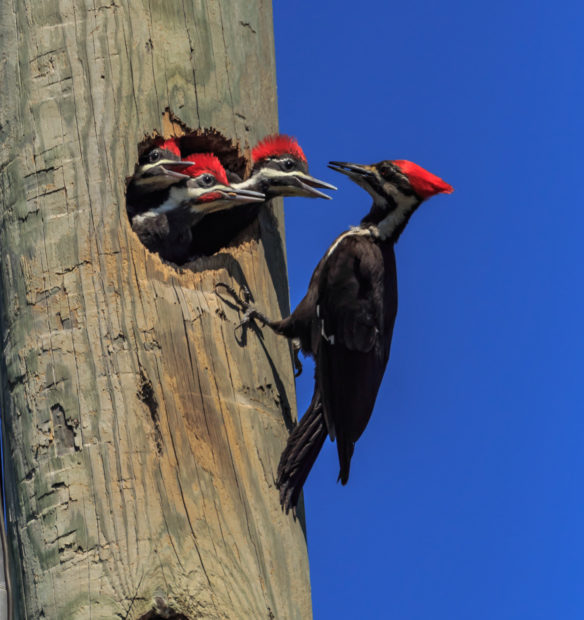 Last Strike for Bird Strikes - The National Wildlife Federation Blog