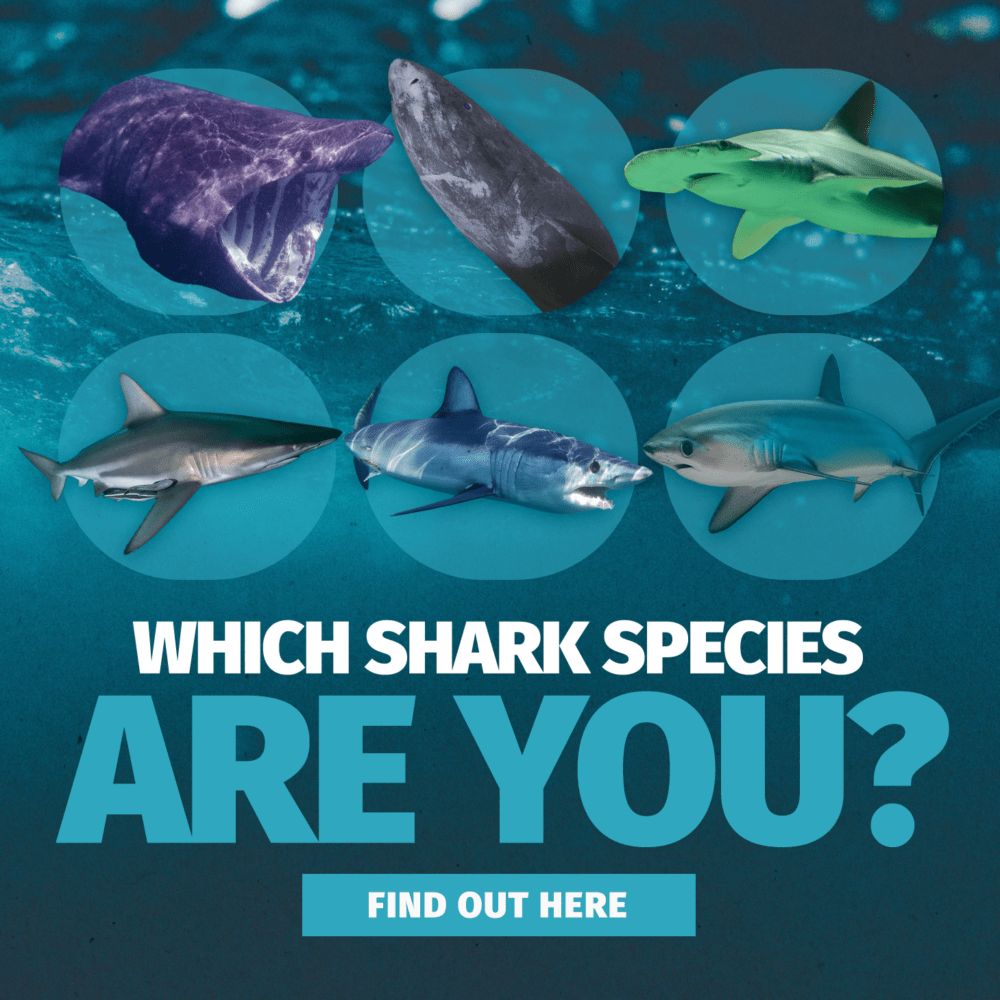 Shark Species Quiz Text: "Which Shark Species Are You" Images of Sharks in two rows. Top row from left to right: Basking shark, Greenland shark, Bonnethead shark Bottom row from left to right: Blacktip reef shark, Shortfin mako shark, Thresher shark
