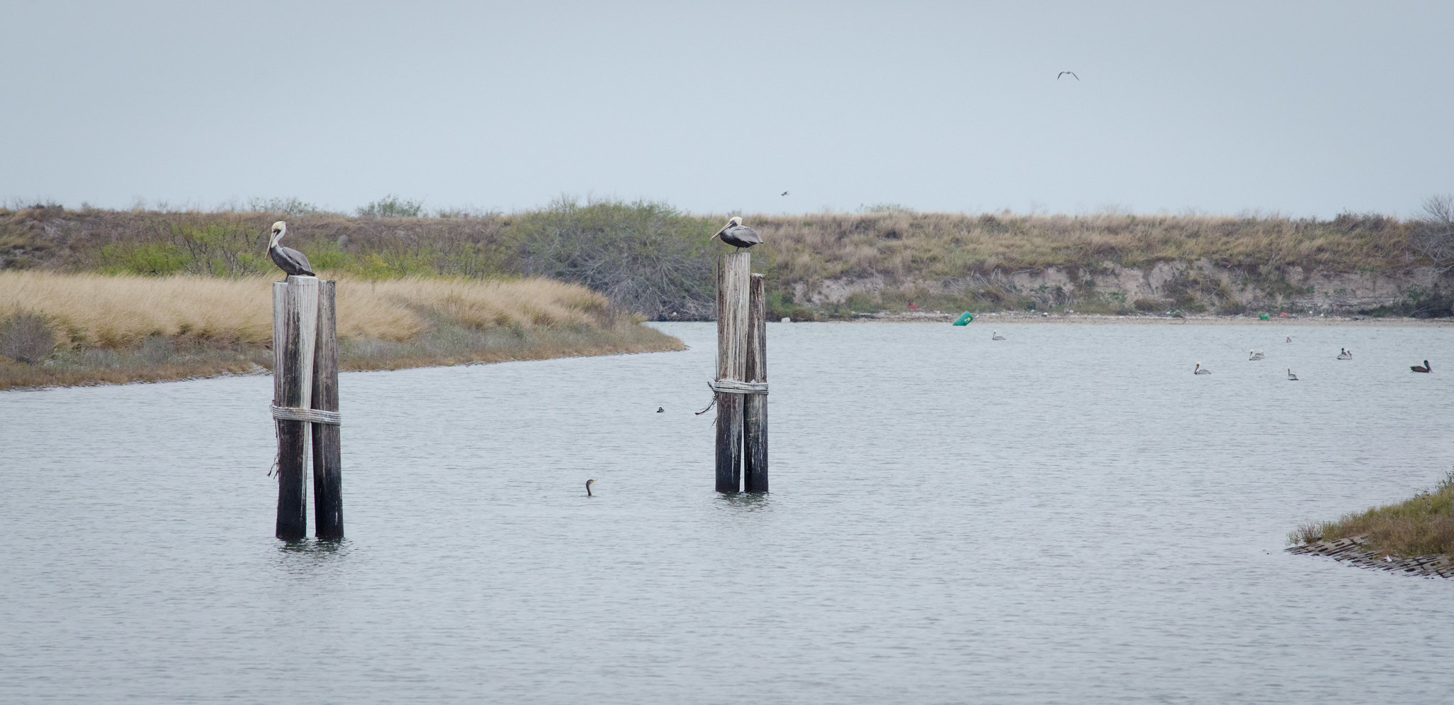 Pelicans sit on top of pilings in the gulf