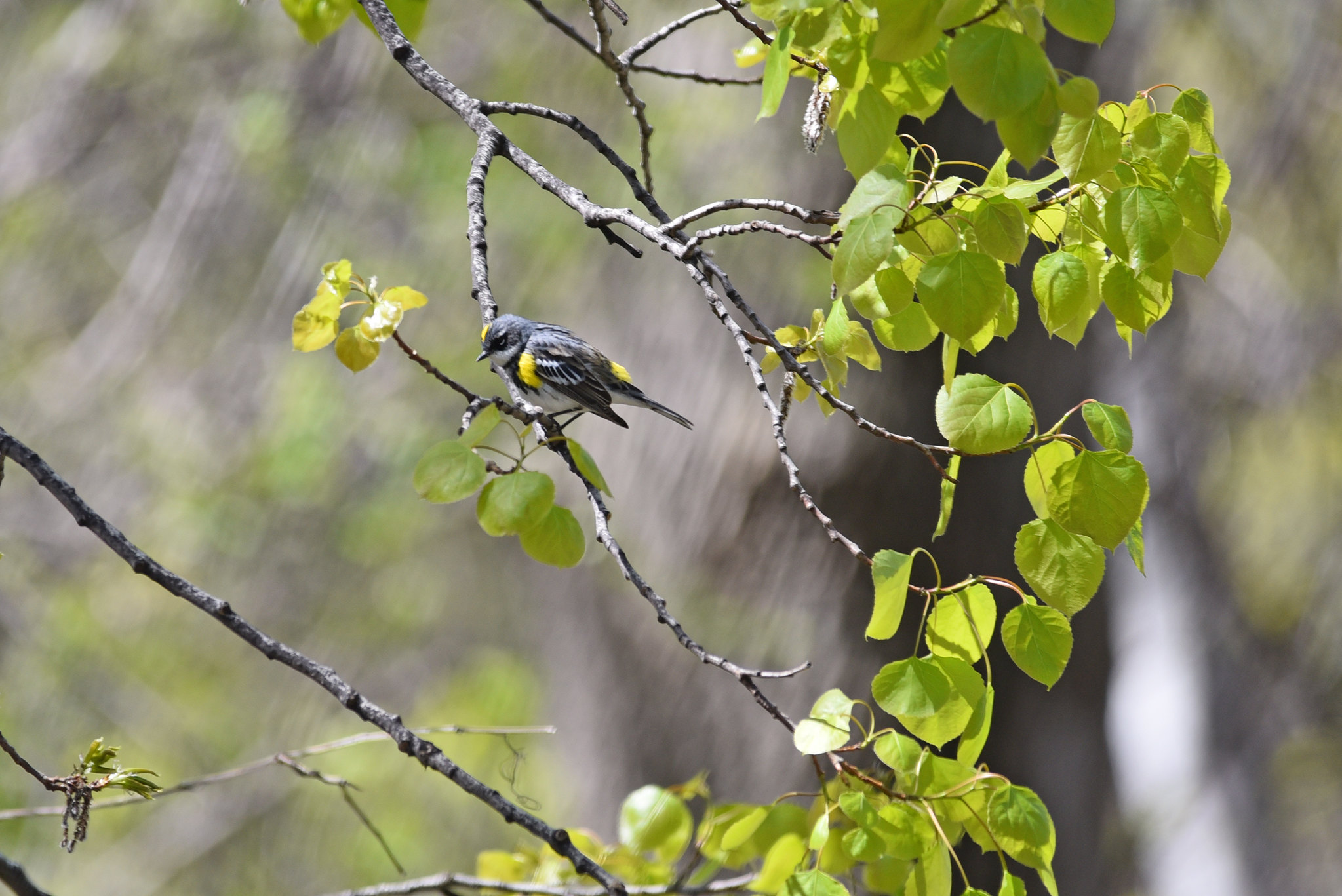 Yellow-rumped warbler perched in a tree