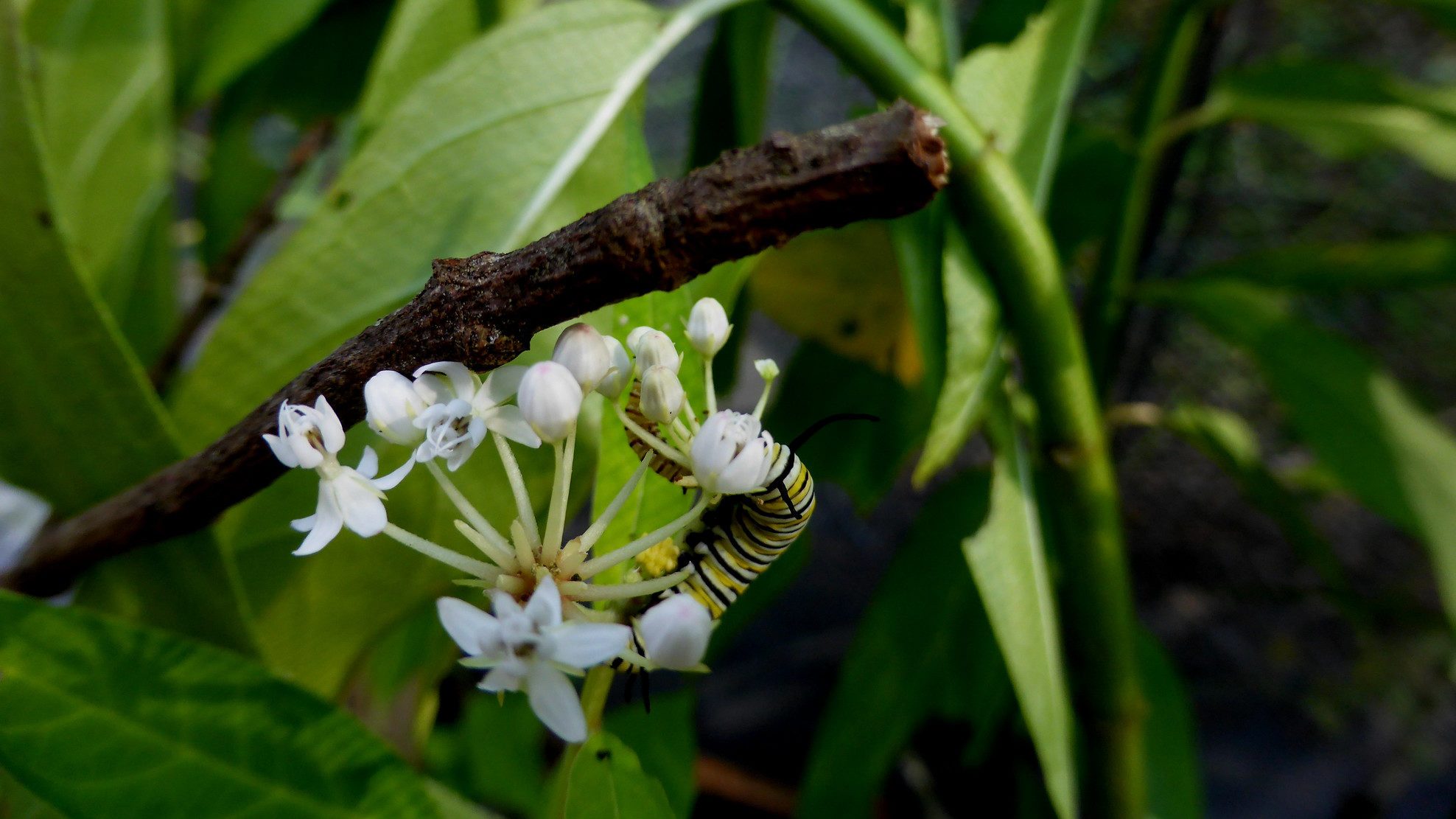 Monarch caterpillars on the White swamp milkweed (Asclepias perennis) flower.