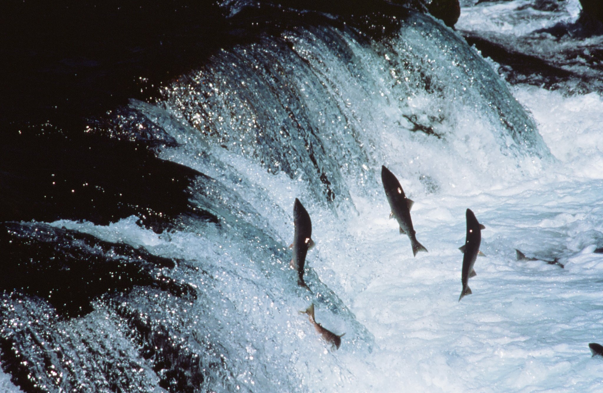 jumping salmon