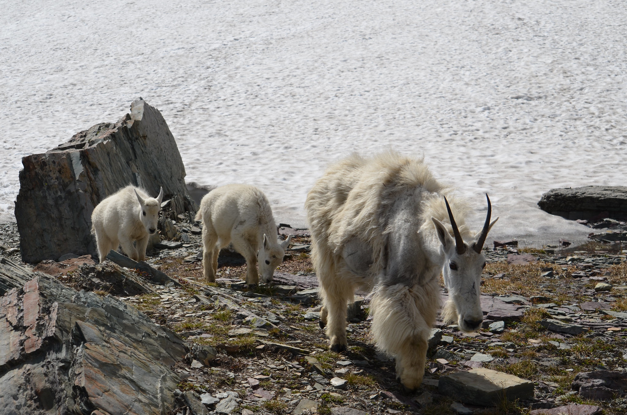 This mountain goat parent (not sure of gender?) is training its kids from an early age to scale rocks at Glacier National Park. 