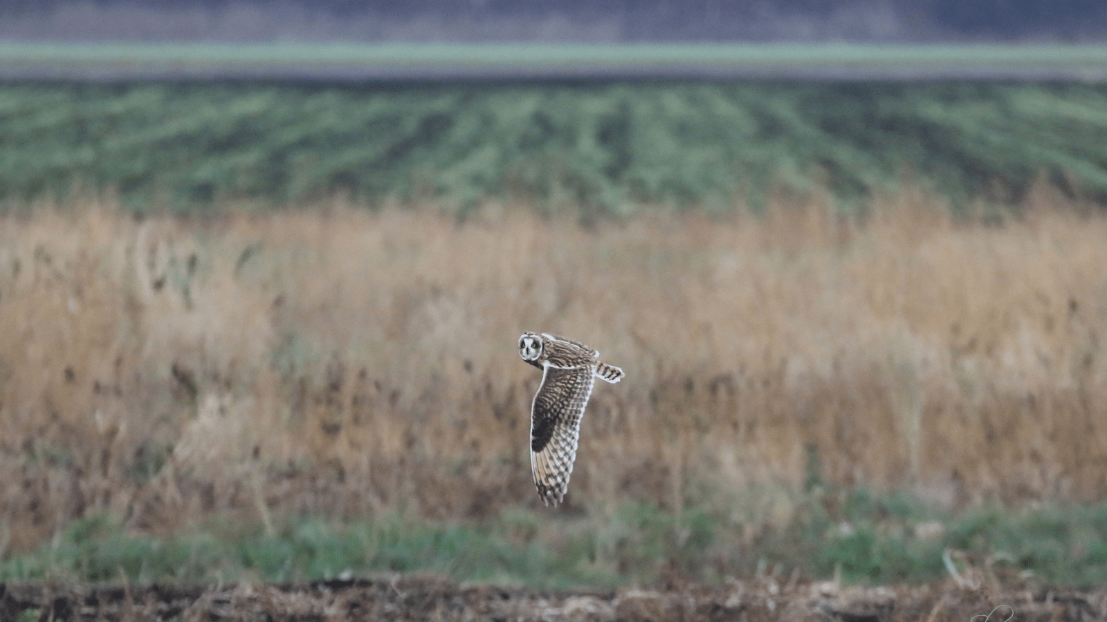 Short-eared owl flys over farmers field