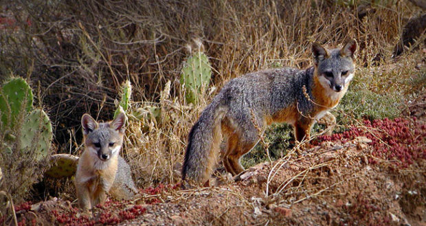 endangered Santa Catalina Island Foxes