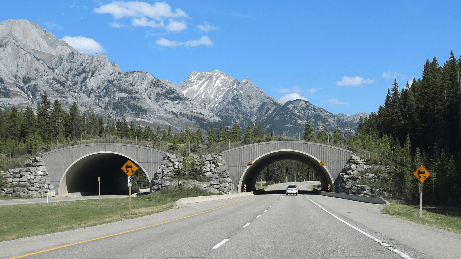 wildlife crossing over highway
