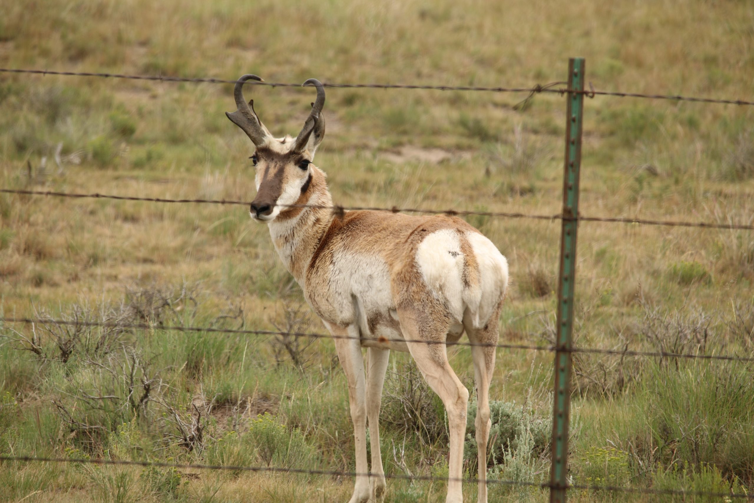 A pronghorn  (Antilocapra americana)  buck looks back   