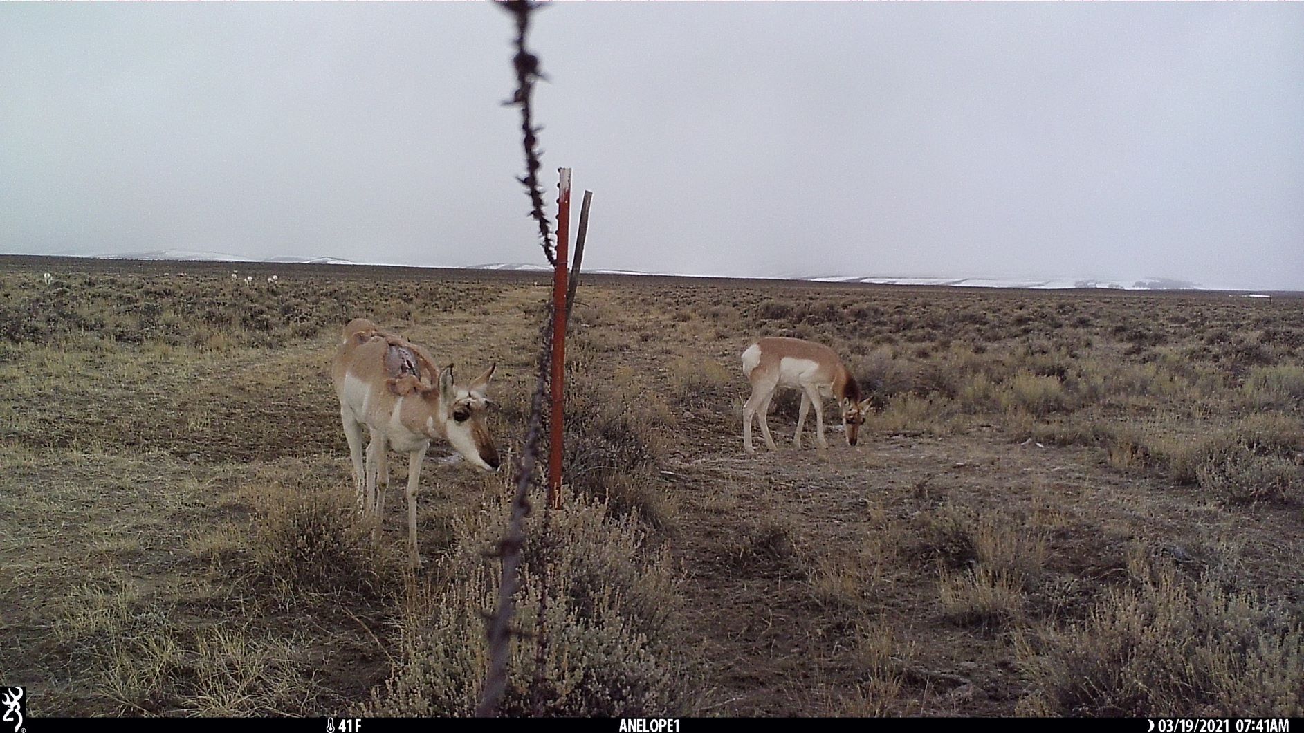 A trail camera installed on a fence shows pronghorn on winter range