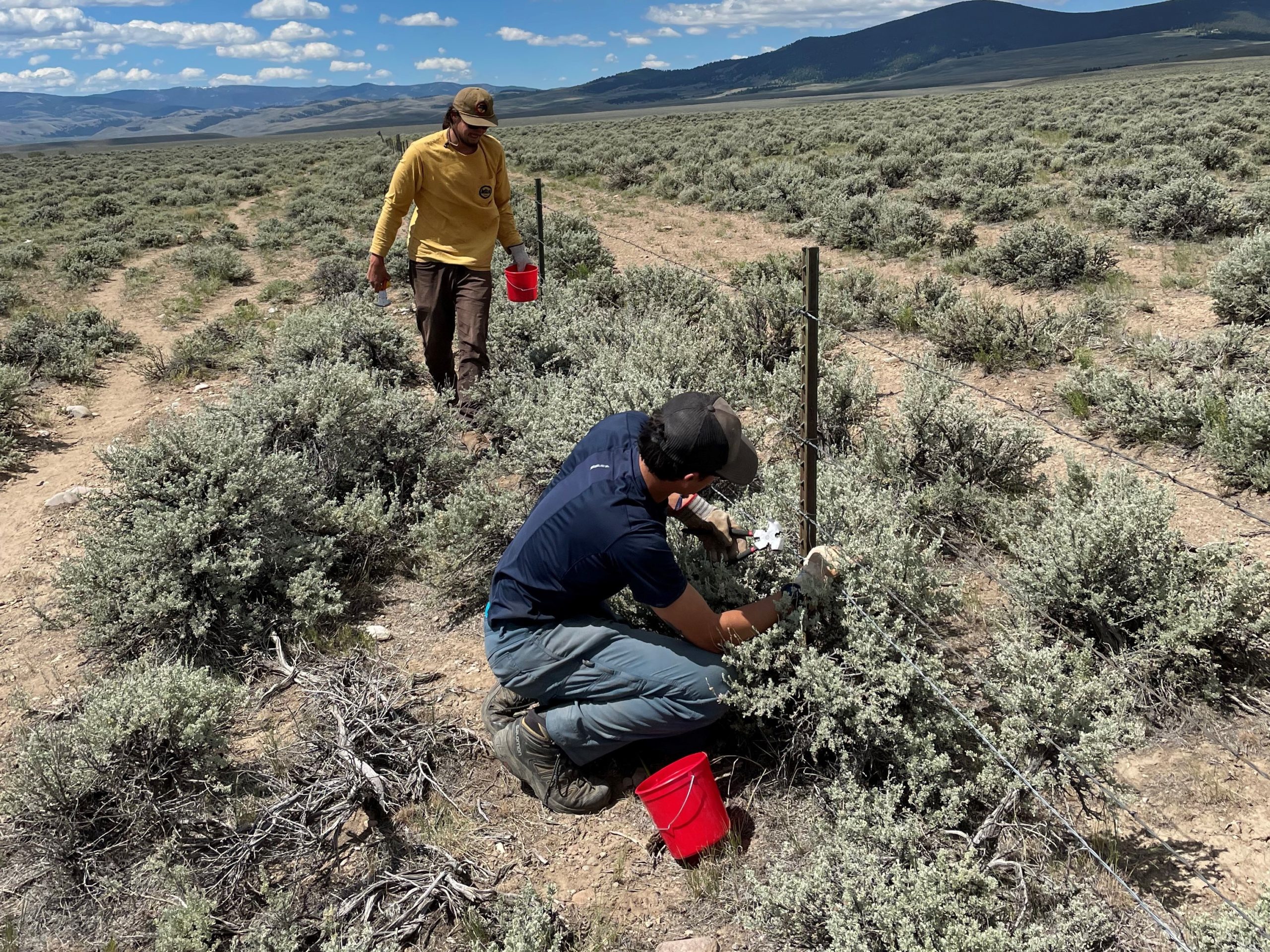 Volunteers replace the bottom strand of barbed wire with smooth wire at 18” above the ground to allow for wildlife passage under the fence.