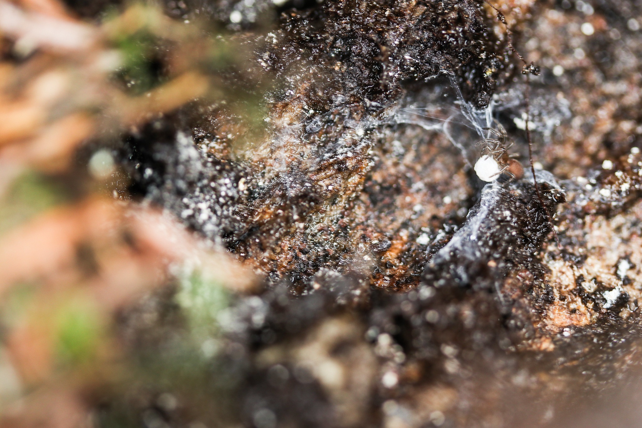 This spruce-fir moss spider and egg sac was found on Mount Craig, the second-highest peak in the eastern U.S. 
