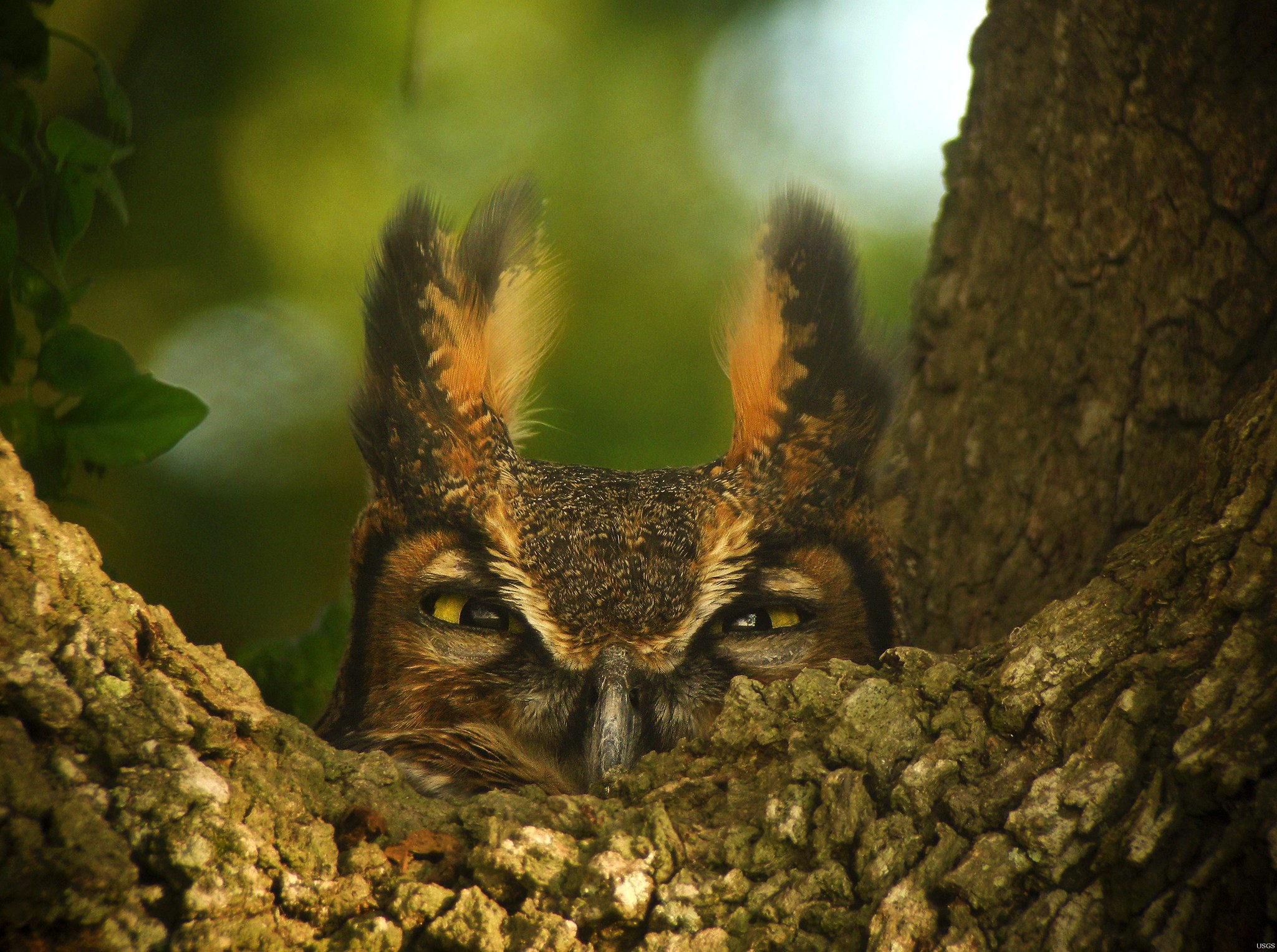 great horned owl peering over branch