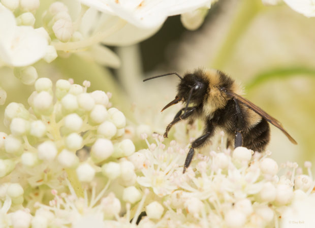 Bumble bee feeding on nectar
