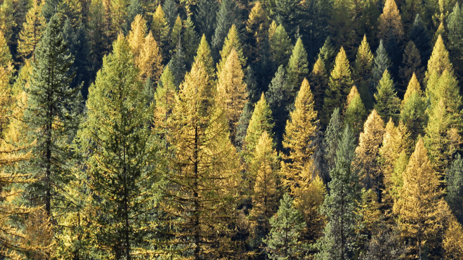 Western larch forest