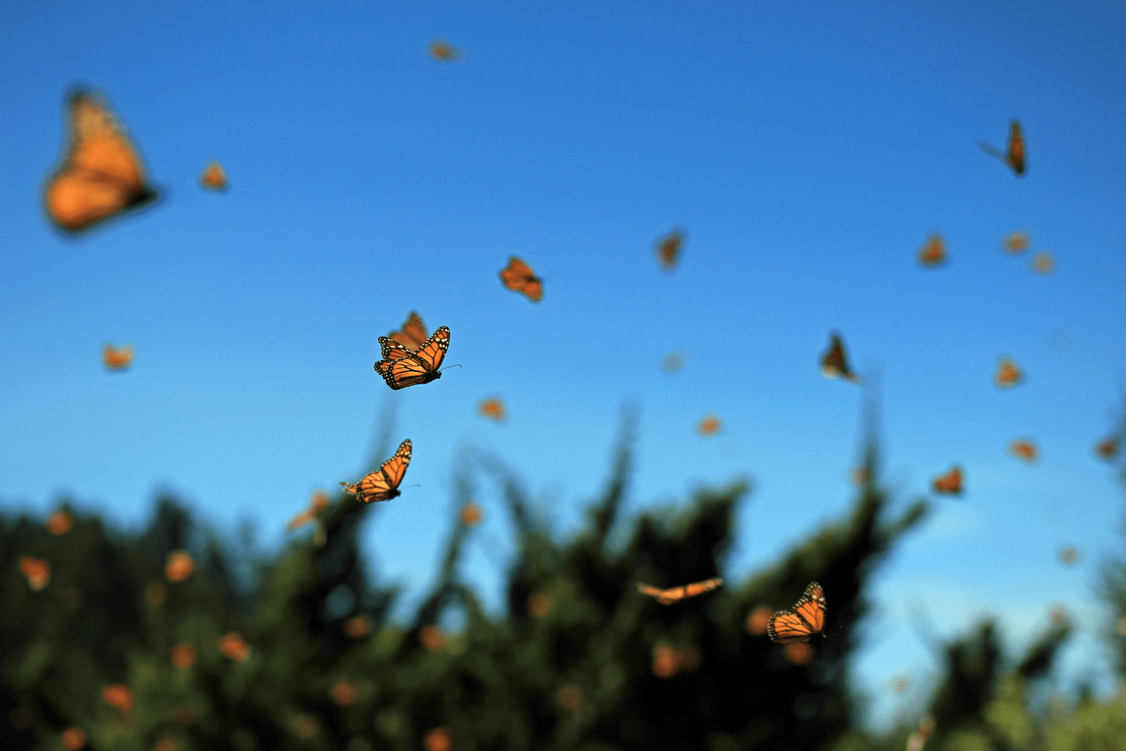 monarchs in flight in front of a clear sky
