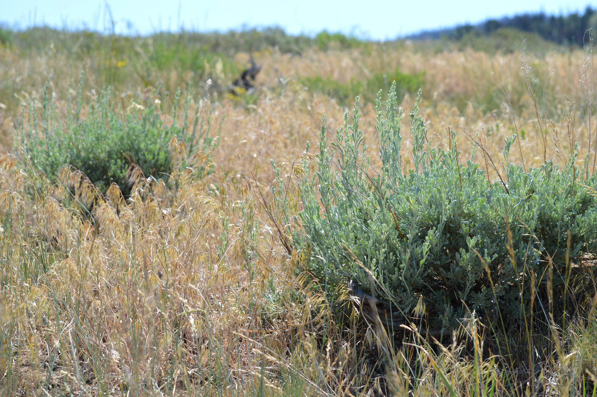 Two sagebrush plants (green) that are native to the west are being overrun by non-native cheatgrass.
