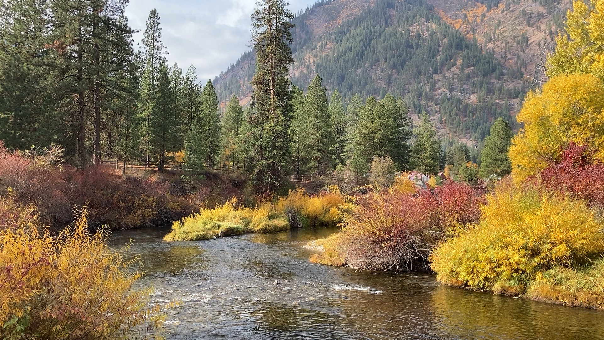 Spawning salmon and incredible fall colors at Icicle Creek in central Washington.