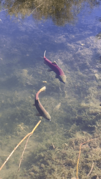 pair of swimming coho salmon