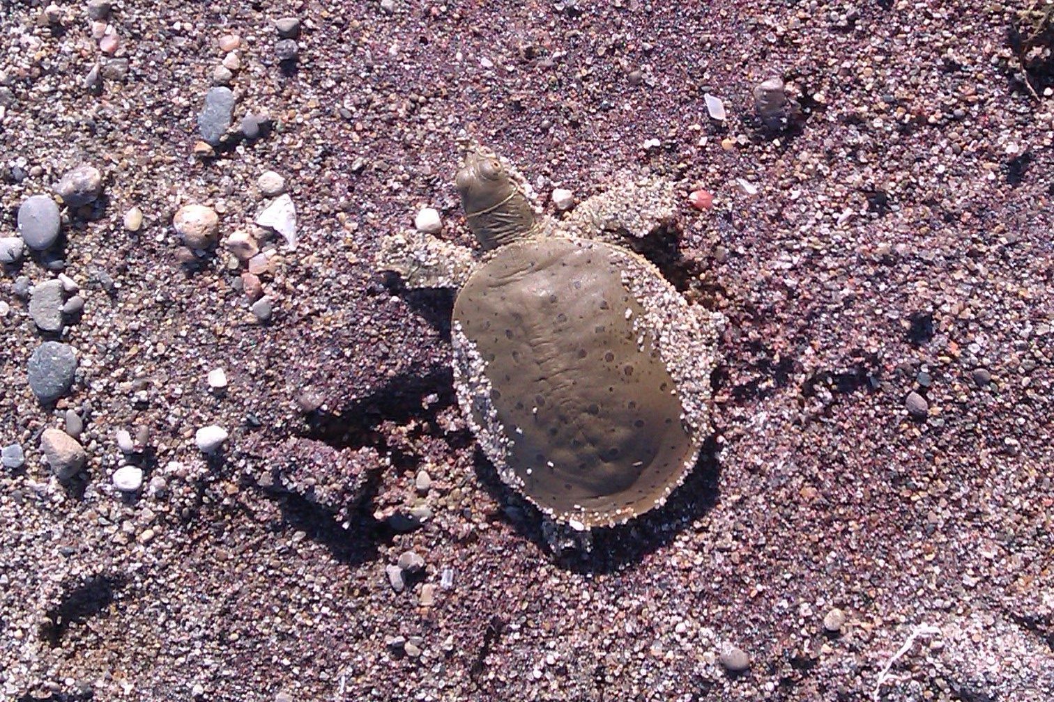 sea turtle released into wild