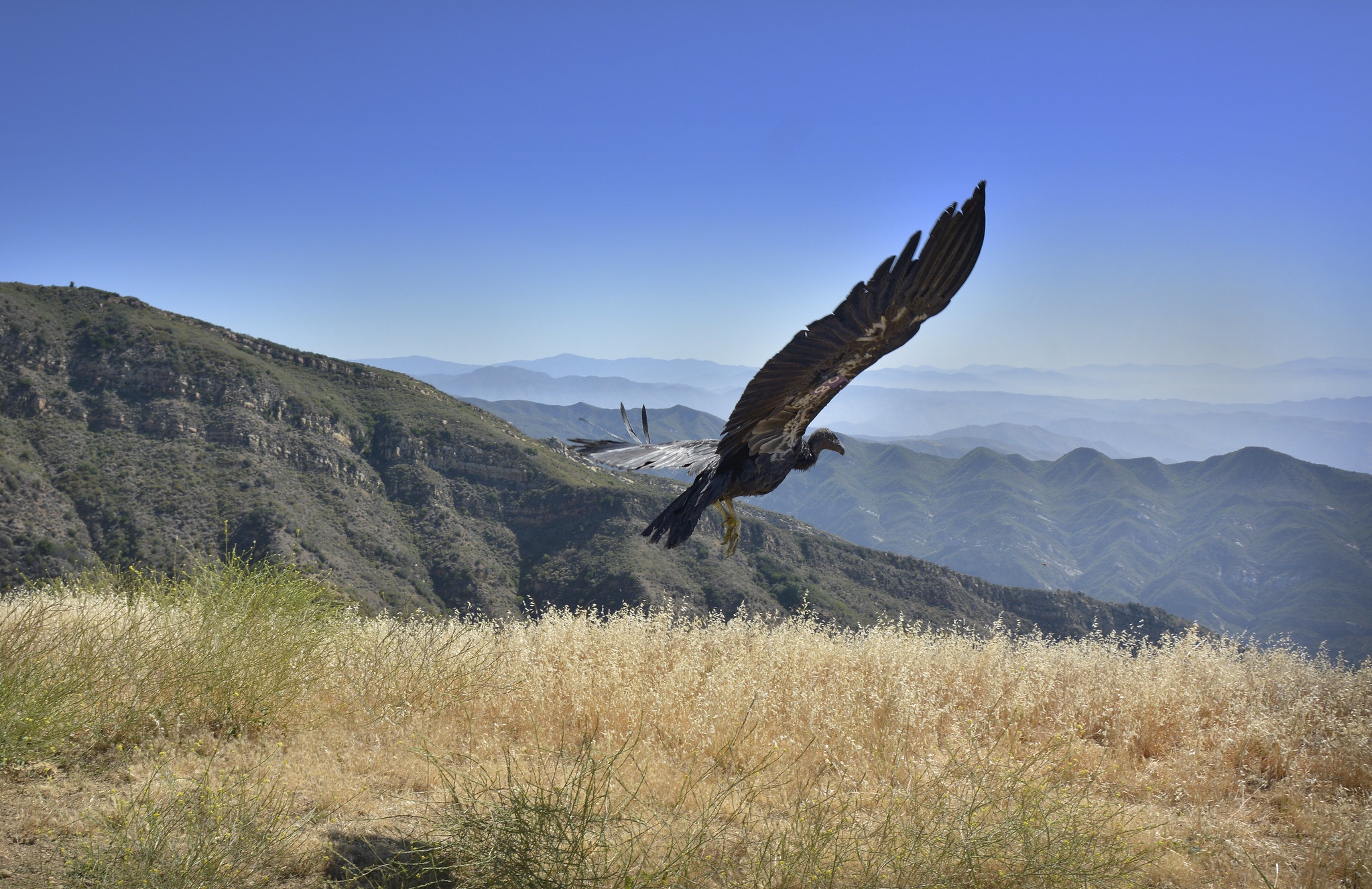 California condor taking flight 