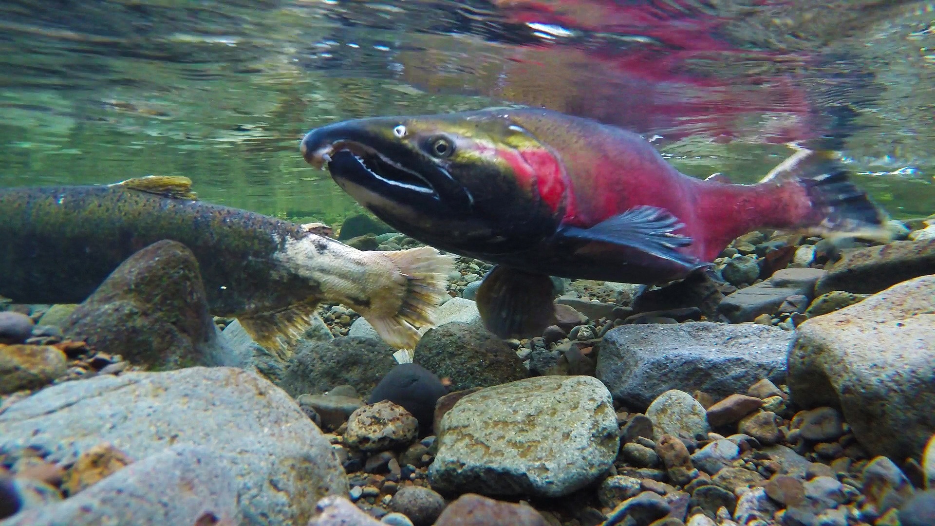 Coho Spawning on the Salmon River. Credit: Bureau of Land Management
