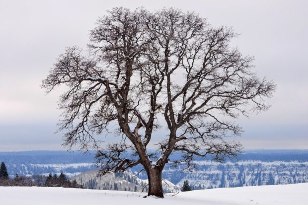 tree on snow covered hill