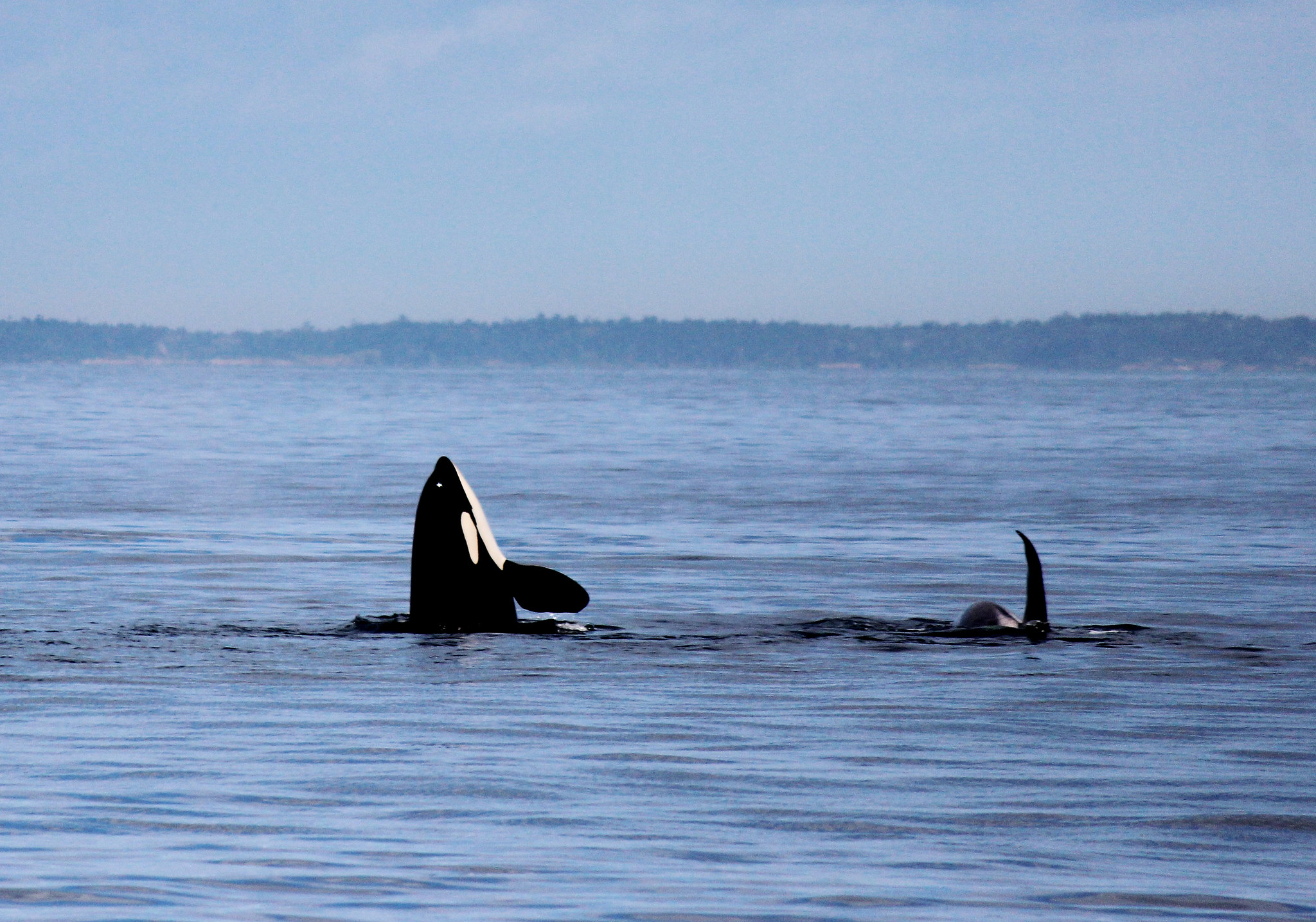 Orcas at Olympic Coast National Marine Sanctuary