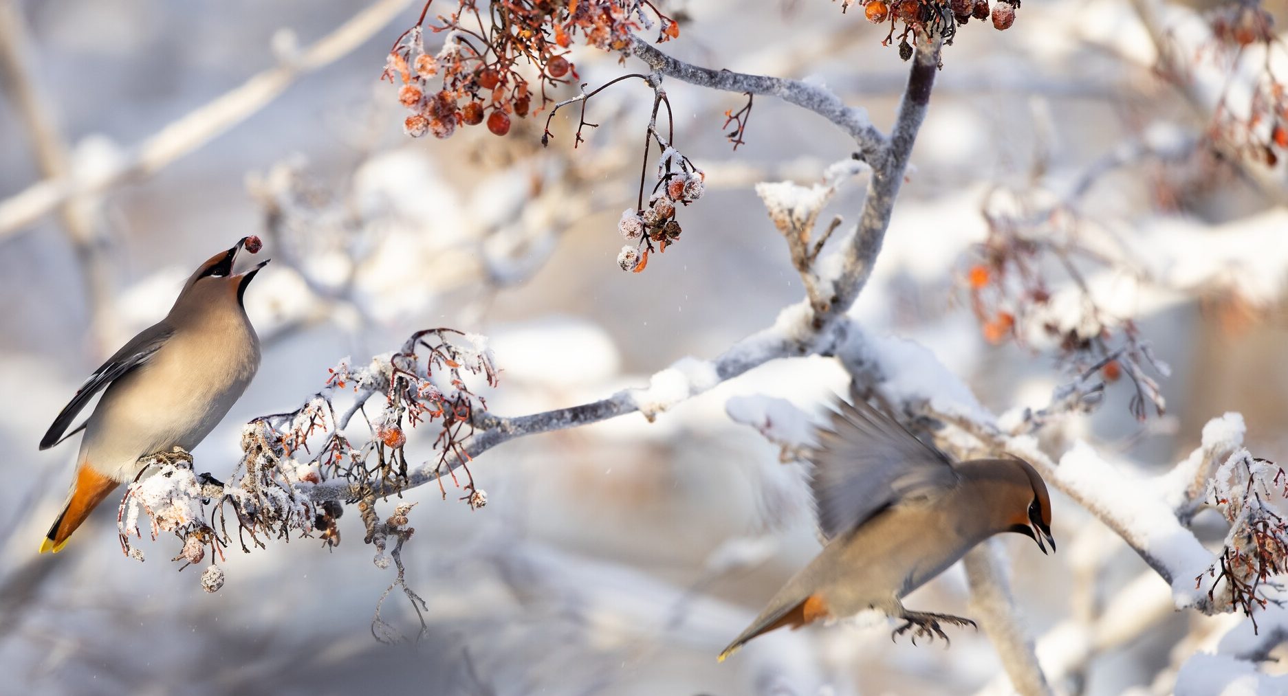 Bohemian waxwings feeding on mountain ash berries in a snowy tree. Credit: Lisa Hupp/USFWS