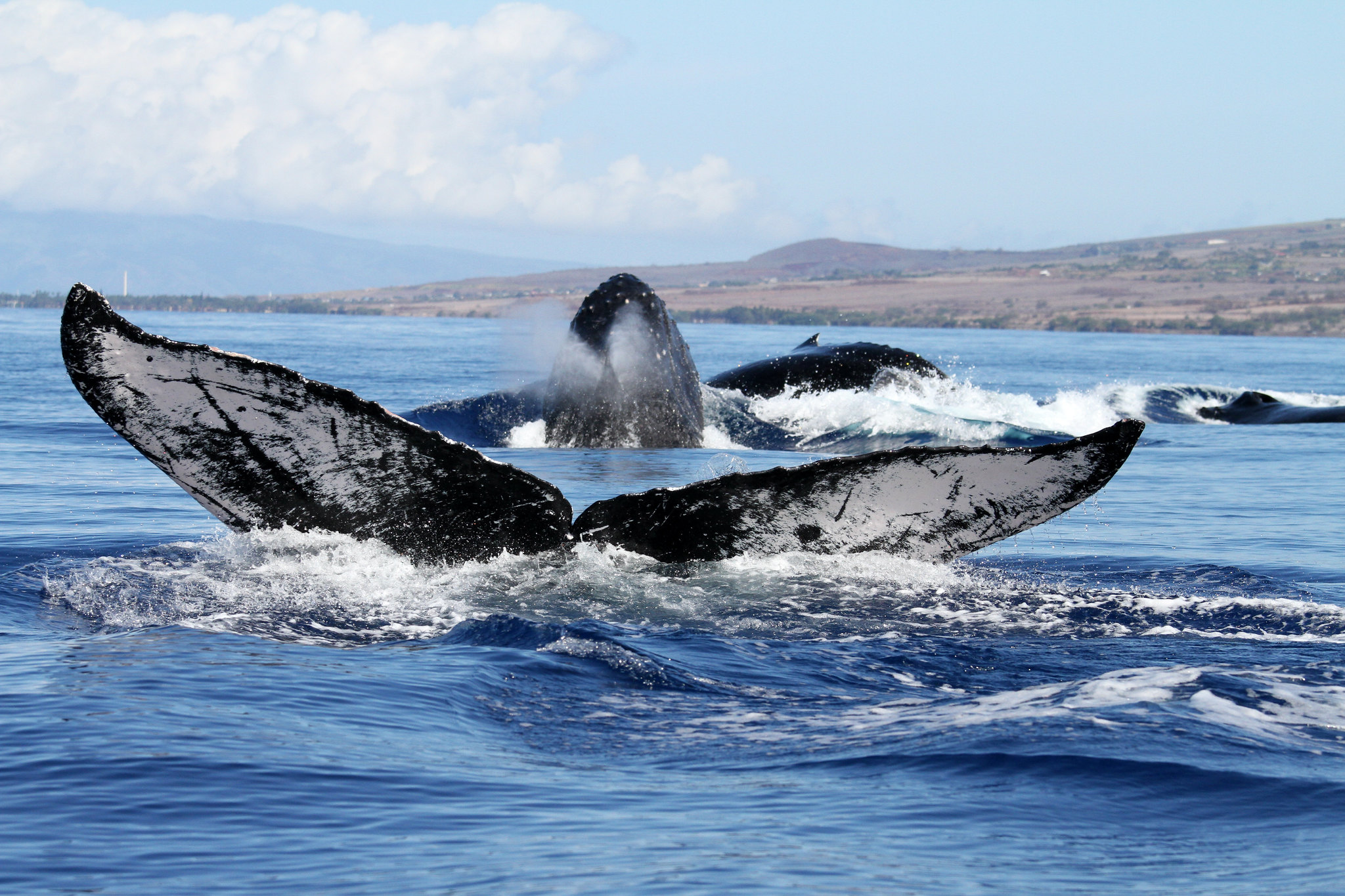 Two humpback whales spotted in Hawaiian Islands Humpback Whale National Marine Sanctuary.