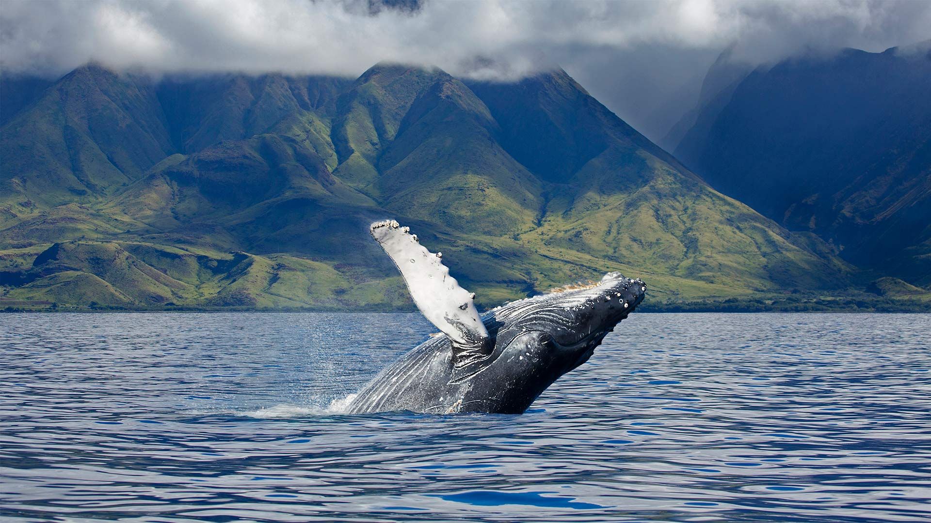 Humpback whale off the coast of Maui. 