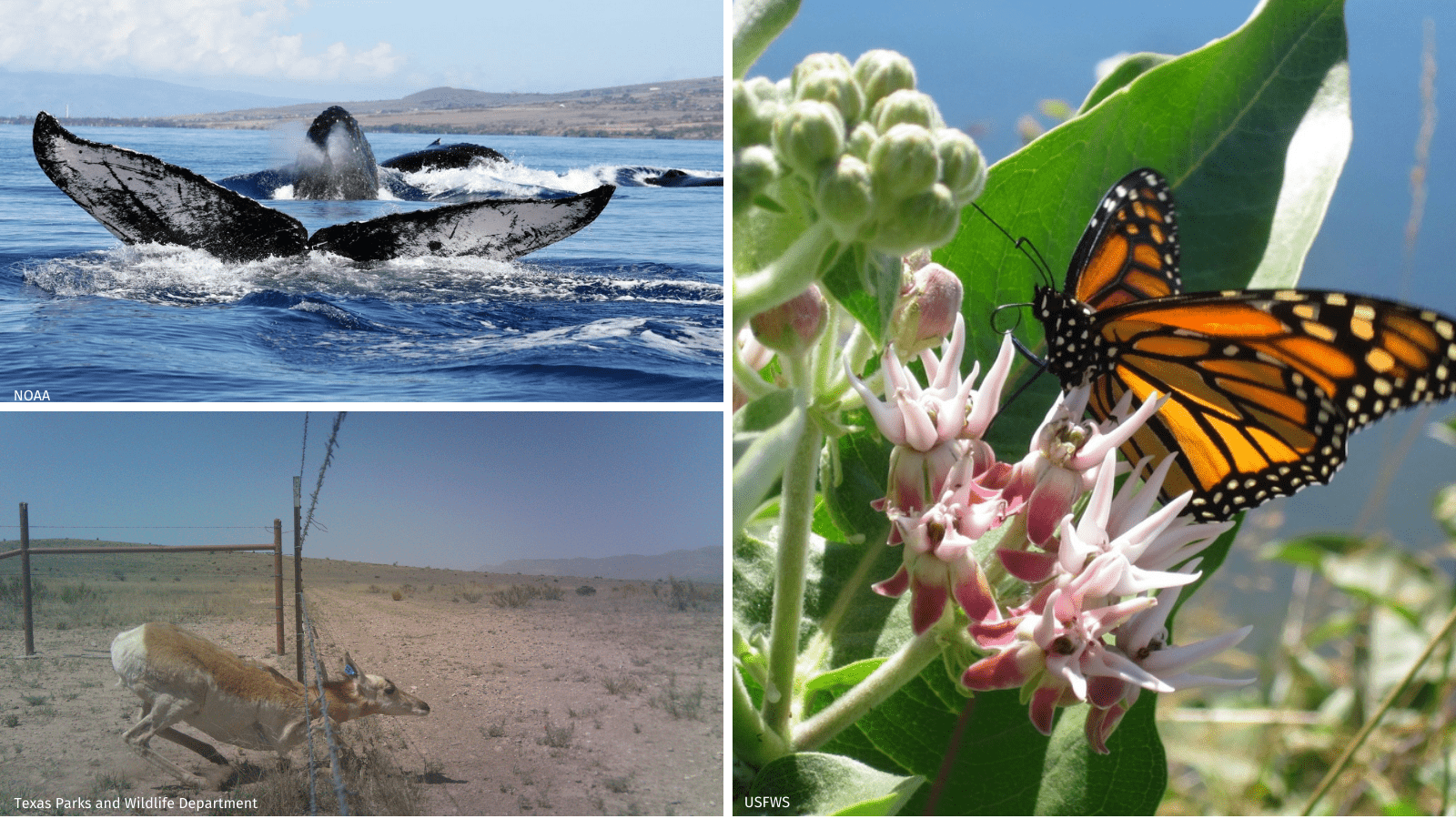 Clockwise: humpback whales, monarch butterfly, pronghorn antelope