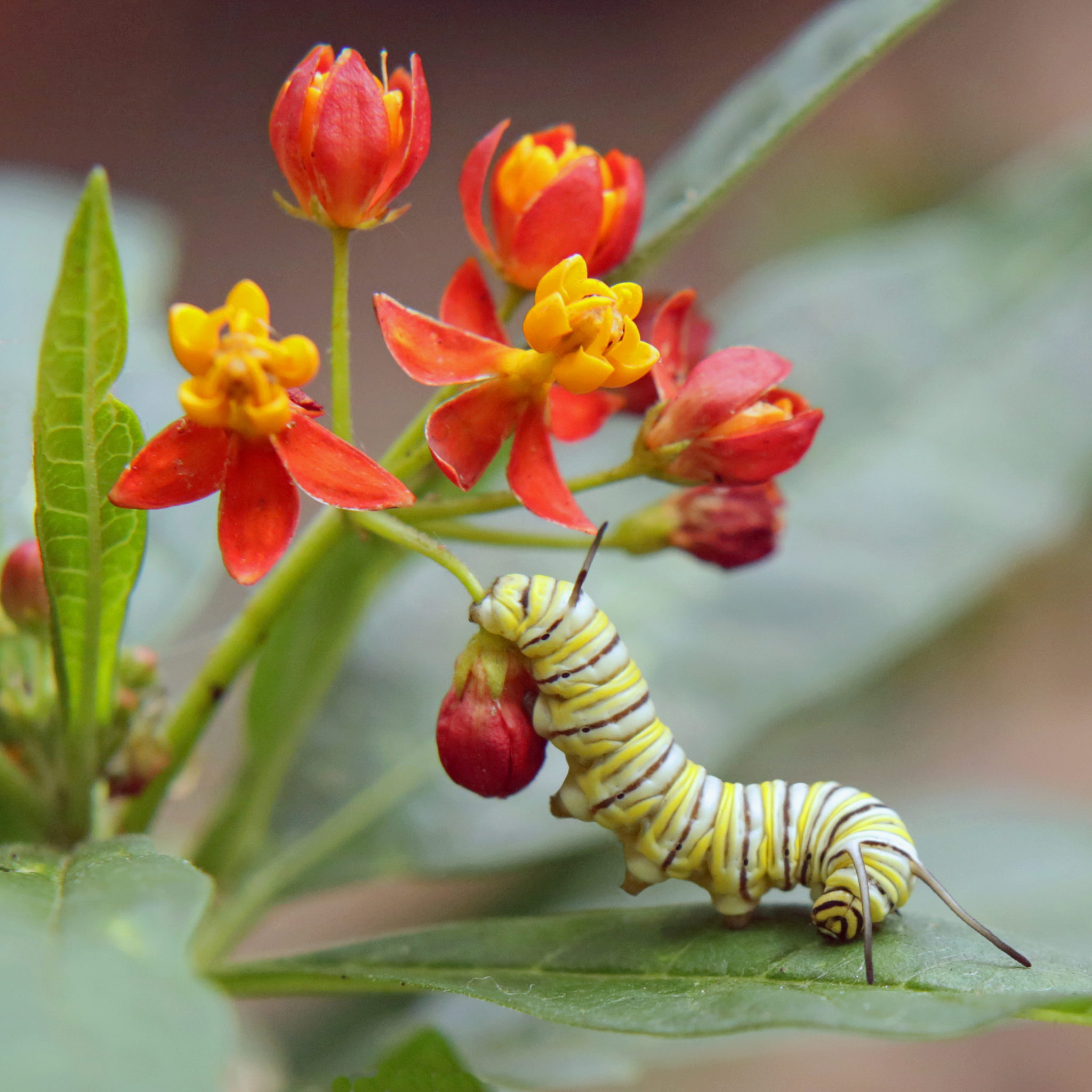 Twelve Native Milkweeds For Monarchs - The National Wildlife Federation ...