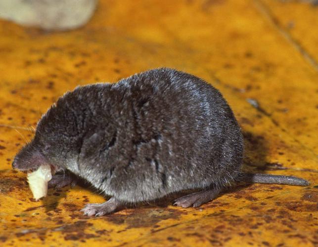 North American least shrew eating insect larvae. 