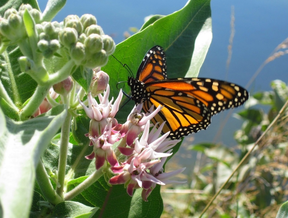 A monarch butterfly on a showy milkweed plant