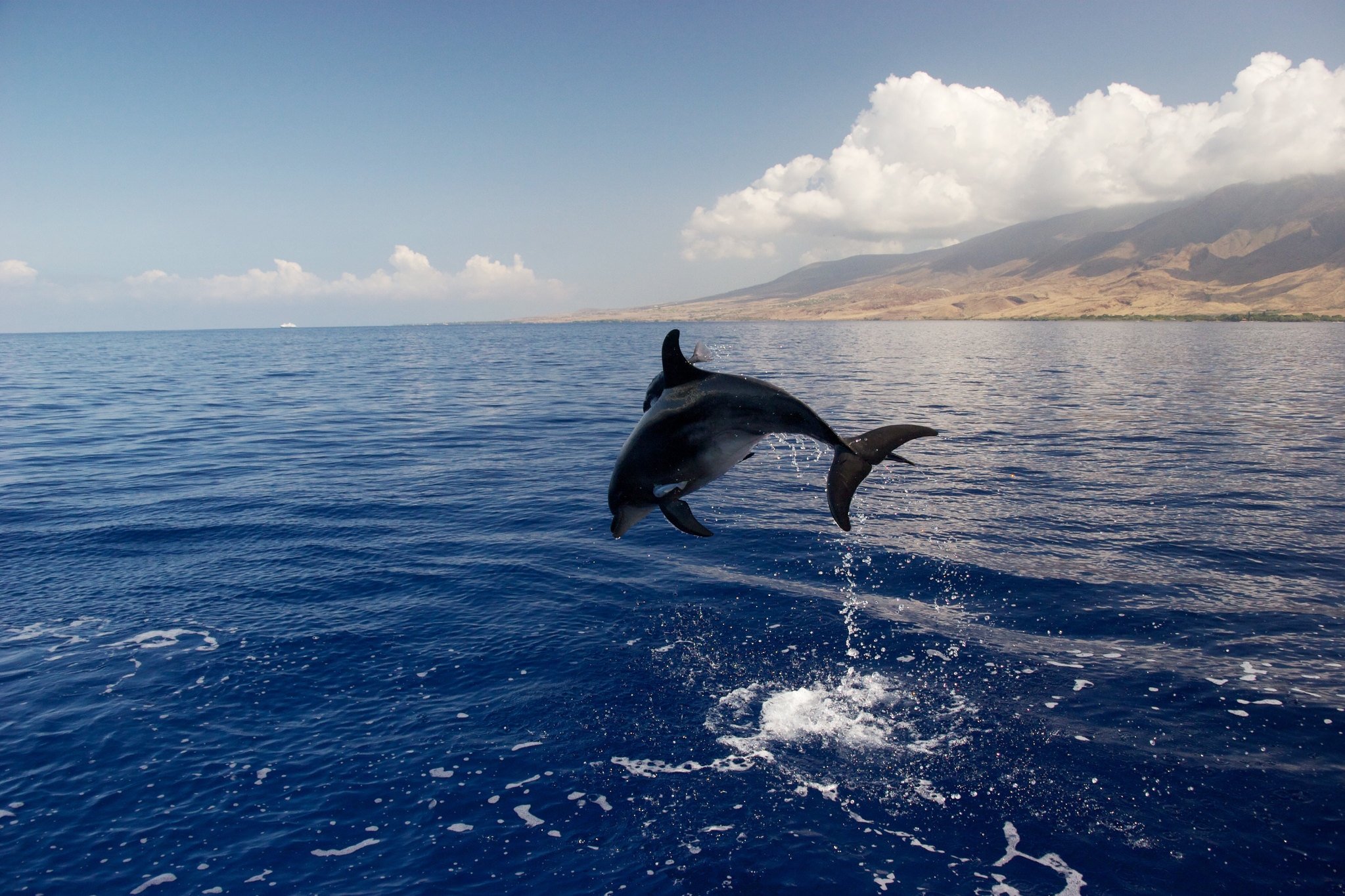 Spinner dolphin in Hawaiian Islands Humpback Whale National Marine Sanctuary