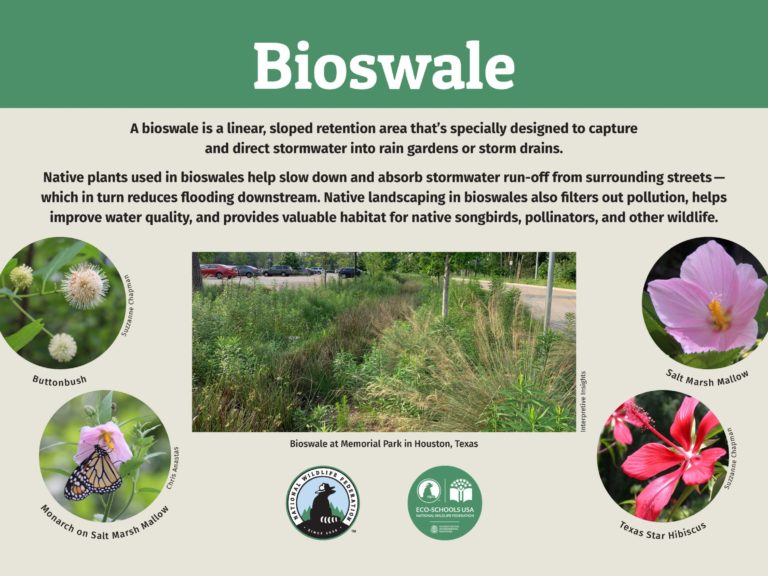bioswale informational slide
