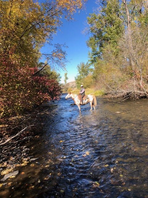 horse and rider in creek