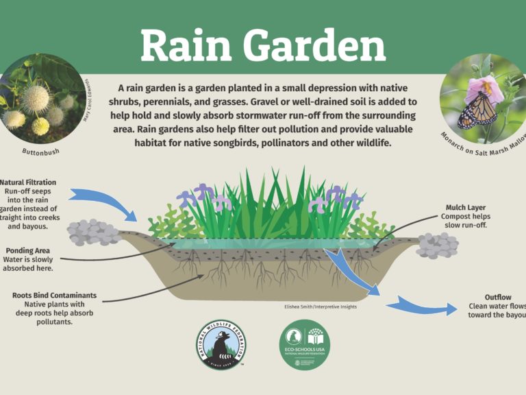 rain garden informational slide